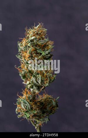 Trocken gereifte Blüte französischer Kekse Varietät von Marihuana-Blüte mit violettem Hintergrund Stockfoto