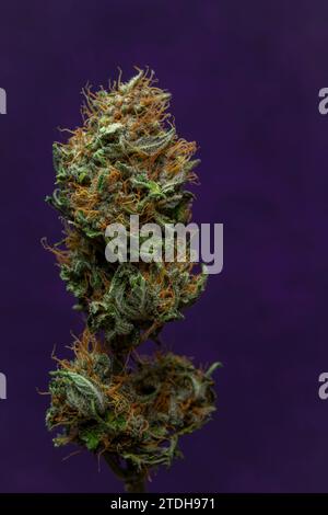 Trocken gereifte Blüte französischer Kekse Varietät von Marihuana-Blüte mit violettem Hintergrund Stockfoto