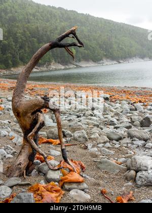 Skulptur am Meer aus einem Baum in Form eines mythischen Tieres. Gaspe, Quebec, Kanada. Stockfoto