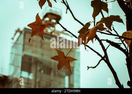 Ahornzweig mit verwelkten braunen Blättern. Trauriges Stadtbild im Herbst mit moderner Architektur. Glasfassadengebäude an einem düsteren Tag. Herbstliches Stadtbild. Stockfoto