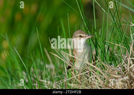Großer Schilfvogel (Acrocephalus arundinaceus), Nahaufnahme des Vogels, der im Frühjahr zwischen den Gräsern in einem Feuchtgebiet füttert. Stockfoto