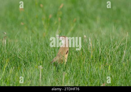 Großer Schilfvogel (Acrocephalus arundinaceus), Nahaufnahme des Vogels, der im Frühjahr zwischen den Gräsern in einem Feuchtgebiet füttert. Stockfoto