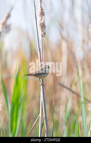 Moustached Warbler, Acrocephalus melanopogon, in einem Feuchtgebiet, auf einer Seggenpflanze. Stockfoto