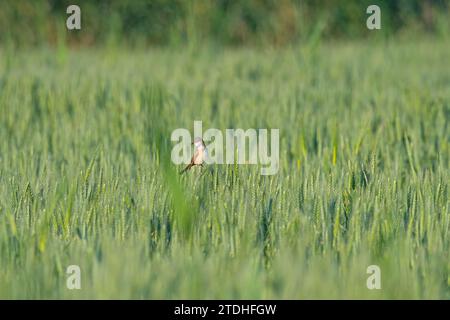 Große Schilfrohrmühle (Acrocephalus arundinaceus) an grünen Weizenohren im Frühjahr. Stockfoto