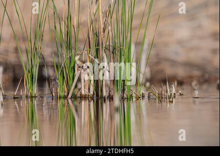 Segen-Warbler, Acrocephalus schoenobaenus, in einem Feuchtgebiet, auf einer Seggenpflanze. Stockfoto