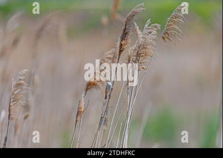 Paddyfield Warbler, Acrocephalus agricola, in einem Feuchtgebiet, auf einer Seggenpflanze. Stockfoto