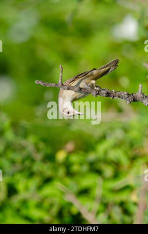 Großer Schilfvogel (Acrocephalus arundinaceus), Nahaufnahme eines Vogels, der im Frühjahr auf einem Ast in einem Feuchtgebiet singt. Stockfoto