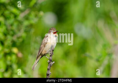 Großer Schilfvogel (Acrocephalus arundinaceus), Nahaufnahme eines Vogels, der im Frühjahr auf einem Ast in einem Feuchtgebiet singt. Stockfoto