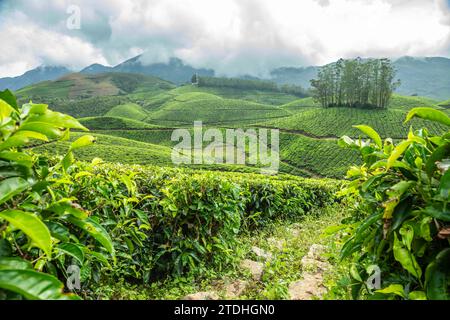 Grüne Felder mit Teegarten Plantagen in der Hügellandschaft, Munnar, Kerala, Südindien Stockfoto