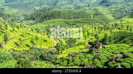 Grüne Felder mit Teegarten Plantagen in der Hügellandschaft, Munnar, Kerala, Südindien Stockfoto