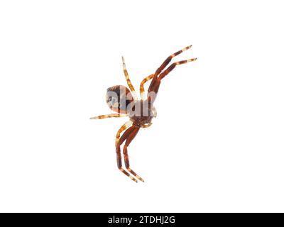 Napoleon-Spinne isoliert auf weißem Hintergrund, Synema globosum Stockfoto