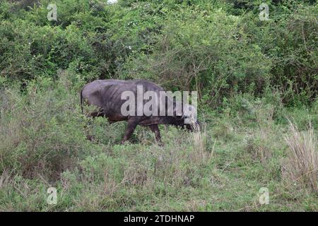 Ein erwachsener Wasserbüffel, der auf der Grassavanne vor einigen Büschen im Nairobi National Park spaziert Stockfoto