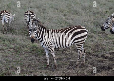 Ein erwachsenes Zebra, das direkt in die Kamera auf den Grassavannenebenen im Nairobi-Nationalpark blickt Stockfoto