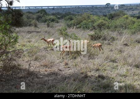 Eine Gruppe von Springbok-Antilopen weidet auf den Grasebenen im Nairobi-Nationalpark Stockfoto