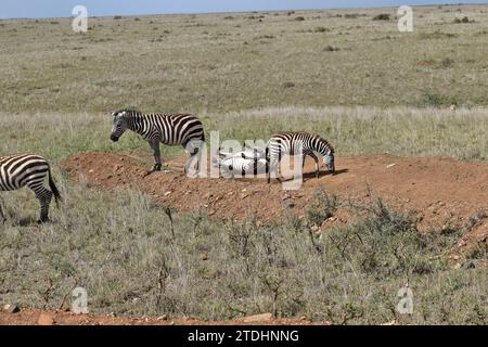 Ein Zebra, das im Dreck umherrollt und von anderen Zebras im Nairobi Nationalpark umgeben ist Stockfoto