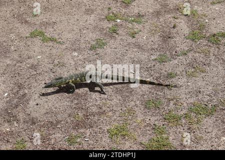 Grüngefleckte Eidechsen laufen auf trockenem Boden im Nairobi National Park Stockfoto