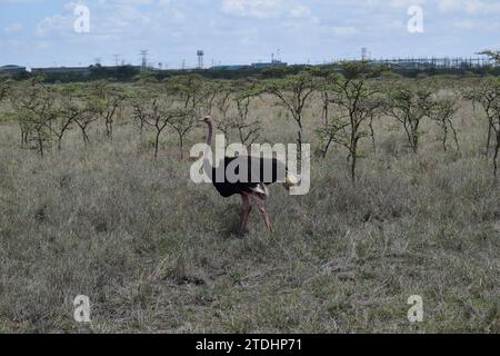 Ein Strauß vor kleinen Bäumen auf den Grasebenen im Nairobi-Nationalpark Stockfoto