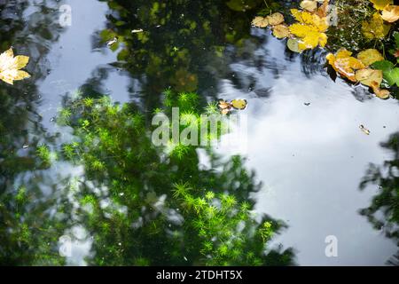 Farbenfroher abstrakter Hintergrund, gebildet von grünen Pflanzen und trockenen Blättern, die teilweise in Wasser getaucht sind Stockfoto