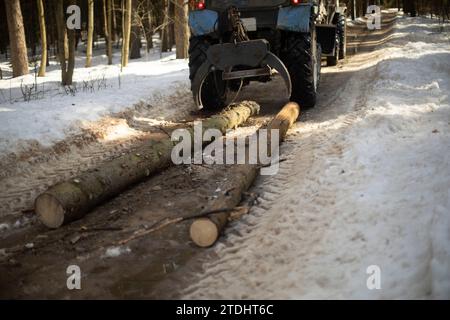 Schlepper trägt Stämme. Waldernte. Schnitthölzer sind an den Transport gebunden. Angaben zum Holztransport. Stockfoto