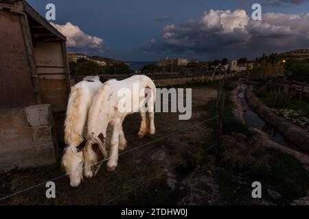 Die Tiere vor dem Stall in Bethlehem sind auch im Krippendorf Bethlehem f'Għajnsielem auf Gozo real. Mġarr, Malta Stockfoto