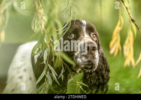 Porträt eines schönen erwachsenen englischen springer-Cocker-Hundes im Herbst draußen Stockfoto