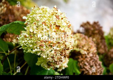 Nahaufnahme einer hellgelben Hortensie-Blüte am Ende ihrer Blüte Stockfoto