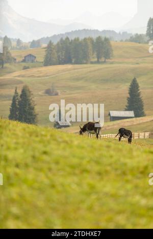 Zwei Esel auf einer italienischen Alm im Herbst draußen Stockfoto