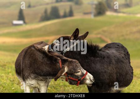 Zwei Esel auf einer italienischen Alm im Herbst draußen Stockfoto