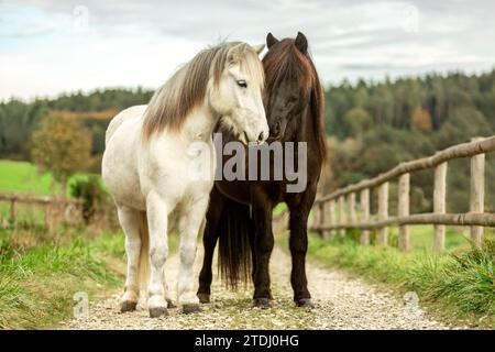 Ein schwarzer und ein weißer isländischer Pferdewallach stehen im Herbst im Freien auf einem Pfad vor einer ländlichen Landschaft unter einander Stockfoto