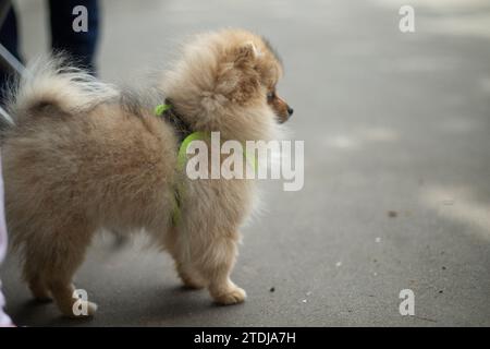 Kleinhund. PET steht auf Asphalt. Kleiner Freund. Fell eines flauschigen Tieres. Stockfoto