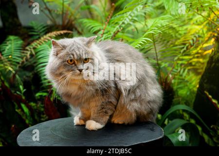 Grausilberne Tabby-britische Langhaarkatze, die auf schwarzem Holztisch im Farngarten sitzt, im Nachmittagssonnenlicht Stockfoto