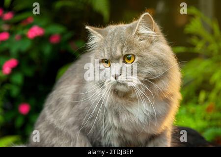 Grausilberne Tabby-britische Langhaarkatze, die auf schwarzem Holztisch im Farngarten sitzt, im Nachmittagssonnenlicht Stockfoto
