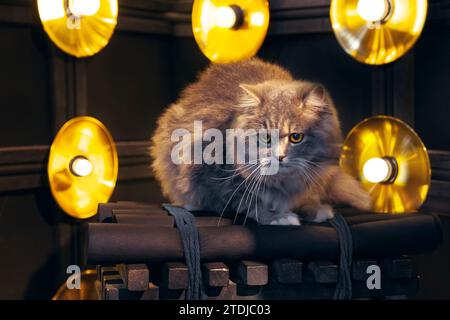 Graue silberne Tabby britische Langhaarkatze, die auf schwarzem Holzstuhl sitzt, mit dunklem hellem Luxus-Hintergrund dahinter Stockfoto