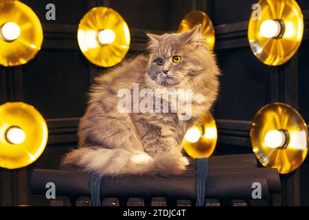 Graue silberne Tabby britische Langhaarkatze, die auf schwarzem Holzstuhl sitzt, mit dunklem hellem Luxus-Hintergrund dahinter Stockfoto