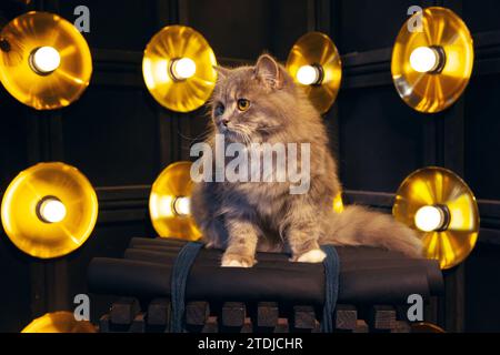 Graue silberne Tabby britische Langhaarkatze, die auf schwarzem Holzstuhl sitzt, mit dunklem hellem Luxus-Hintergrund dahinter Stockfoto