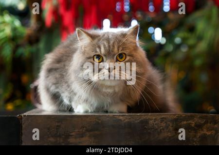 Grausilberne, tabby britische Langhaarkatze, die auf schwarzem Holztisch im Farngarten sitzt, im Nachmittagssonnenlicht und auf die Kamera blickt Stockfoto