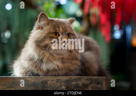 Grausilberne Tabby-britische Langhaarkatze, die auf schwarzem Holztisch im Farngarten sitzt, im Nachmittagssonnenlicht Stockfoto