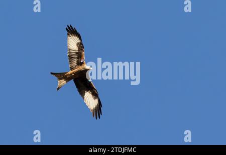 Roter Drachen mit Flügelanhänger, Avoca, Wicklow, Irland Stockfoto