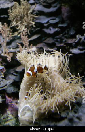 Madrid, 8. November 2005. Bericht aus dem Aquarium des Madrider Zoos. Clownfisch, Rifffisch und Anemone. Foto: IGNACIO GIL...archdc. Quelle: Album / Archivo ABC / Ignacio Gil Stockfoto