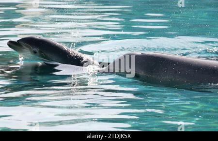 Madrid, 8. November 2005. Bericht aus dem Aquarium des Madrider Zoos. 16 Tage altes Delfinkalb mit seiner Mutter. Foto: IGNACIO GIL...archdc. Quelle: Album / Archivo ABC / Ignacio Gil Stockfoto