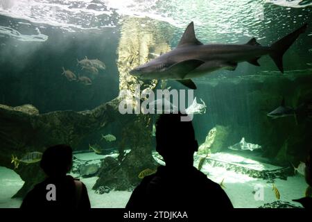 Madrid, 8. November 2005. Bericht aus dem Aquarium des Madrider Zoos. Kinder, die die Haie beobachten. Foto: IGNACIO GIL...archdc. Quelle: Album / Archivo ABC / Ignacio Gil Stockfoto