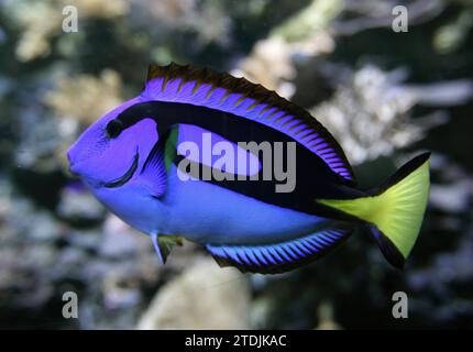 Madrid, 8. November 2005. Bericht aus dem Aquarium des Madrider Zoos. Blauer Chirurg, Rifffische. Foto: IGNACIO GIL...archdc. Quelle: Album / Archivo ABC / Ignacio Gil Stockfoto