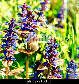 Ajuga asiatica, auch bekannt als blauer Jasmin, blauer Knotenweed. Stockfoto