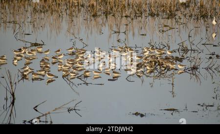 Große Herde von Wilson's Phalarope (Phalaropus tricolor) in freier Wildbahn, Buenos Aires, Argentinien Stockfoto