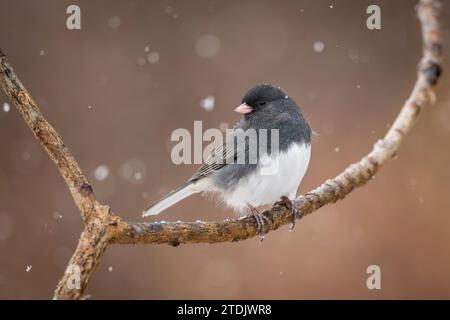 Ein dunkeläugiger Junco auf einem Zweig im Winter Stockfoto