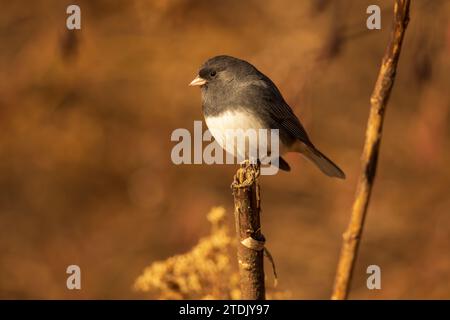Ein dunkeläugiger Junco auf einem Zweig im Winter Stockfoto