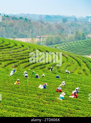 Mae Chan District, Chiang Rai, Thailand-März 30 2023: Teesammler ernten Blätter, während der rauchigen „Brennsaison“ auf dem Land, auf dem Slo Stockfoto