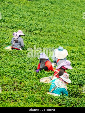 Mae Chan District, Chiang Rai, Thailand-März 30 2023: Teesammler ernten Blätter, während der rauchigen „Brennsaison“ auf dem Land, auf dem Slo Stockfoto