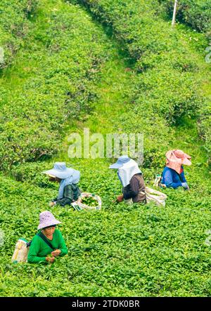 Mae Chan District, Chiang Rai, Thailand-März 30 2023: Teesammler ernten Blätter, während der rauchigen „Brennsaison“ auf dem Land, auf dem Slo Stockfoto