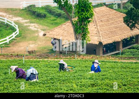 Mae Chan District, Chiang Rai, Thailand-März 30 2023: Teesammler ernten Blätter, während der rauchigen „Brennsaison“ auf dem Land, auf dem Slo Stockfoto